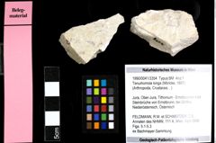 Foto (Objekt + Etiketten) von Tenuihomola longa (Moericke, 1897) 